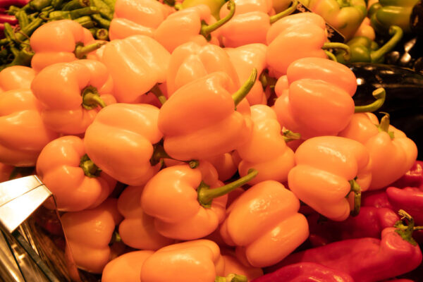 Poivrons Bio sous serre