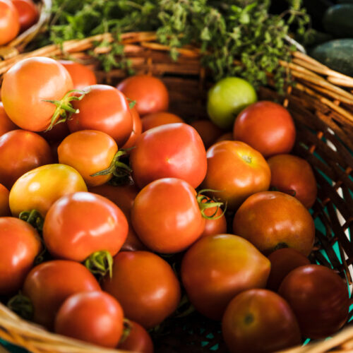 Tomates Bio sous serre
