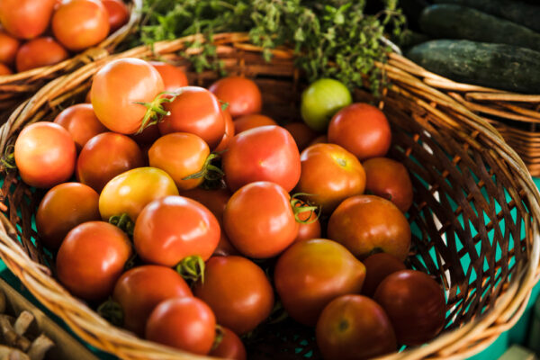 Tomates Bio sous serre