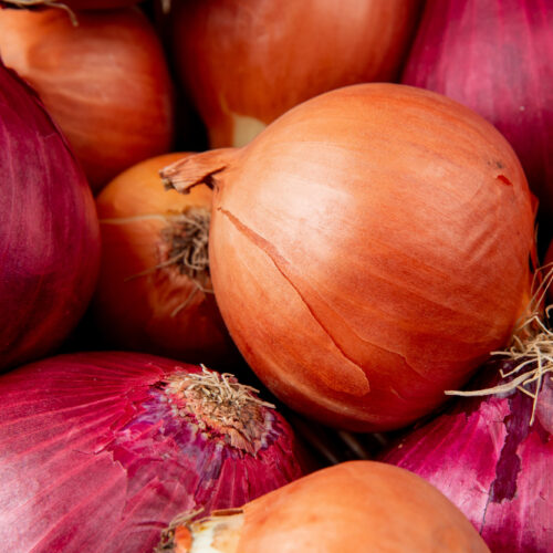 Oignon bio