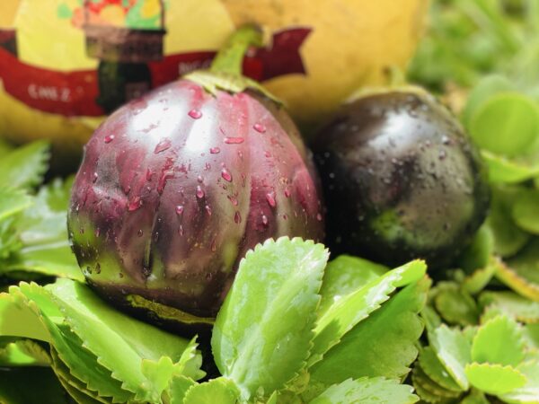Aubergine