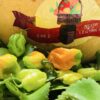 Piment