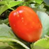 Tomate fraîche