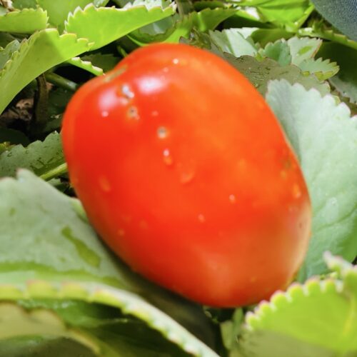 Tomate fraîche