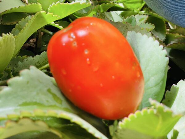 Tomate fraîche